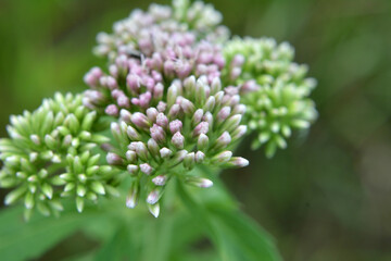 It blooms in nature hemp agrimony (Eupatorium cannabinum)