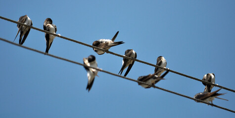 Swallows are sitting on the wires