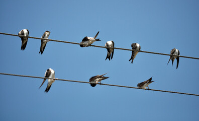 Swallows are sitting on the wires