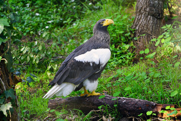 View of a Steller’s Sea-Eagle bird (Haliaeetus pelagicus)
