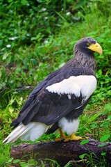 View of a Steller’s Sea-Eagle bird (Haliaeetus pelagicus)