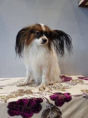chihuahua puppy with rose petals
