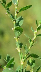 In spring, the green grass Polygonum aviculare grows