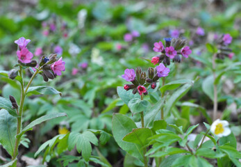 Lungwort (Pulmonaria obscura) blooms in the wild spring forest