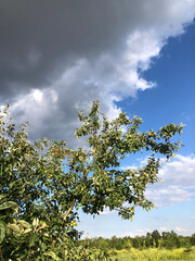 Fototapeta premium tree and sky