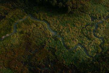 autumn in the forest