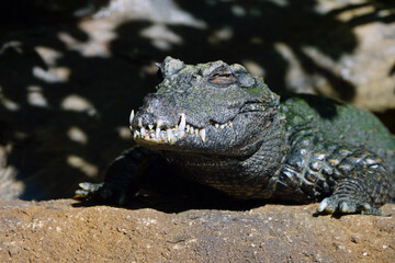 Head and teeth of a West African dwarf  crocodile (osteolaemus tetraspis tetraspis)