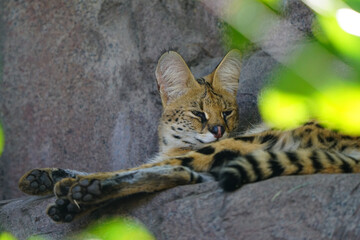 View of a serval (leptailurus serval)