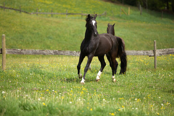 Warmblut Pferd rennt frei auf der Koppel 