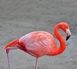 A pink flamingo bird standing on one leg