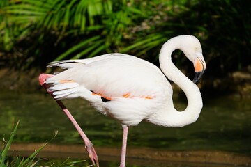 A pink flamingo bird standing on one leg