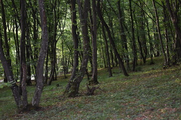 Fototapeta premium hunted romanian forest