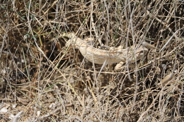 Chamaeleo chamaeleon