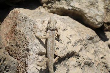 Chameleon in Malta