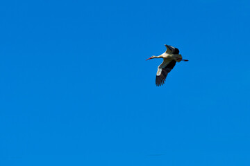 Cigüeña volando alto