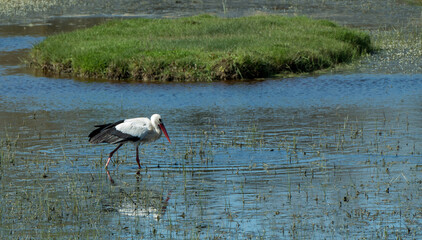 Cigüeña paseando en el agua