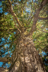 Bosque de Mexiquillo 