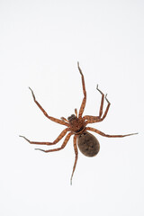 Huntsman Spider
