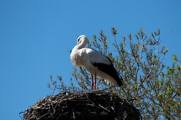 Cigüeña sobre nido