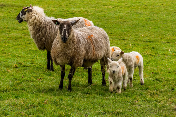 Sheep with their lambs in a field near Market Harborough, UK