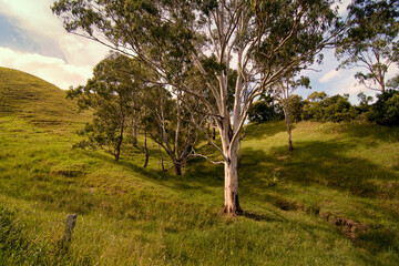 trees in the field