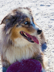 Australian Shepherd dog playing with a toy in the sand on a beach on the Gulf of Mexico at St. Pete Beach, Florida.
