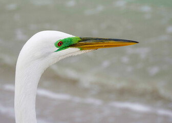 Great Egret (Ardea alba) with green lores for breeding walks a beach on the Gulf of Mexico at St. Pete Beach, Florida.