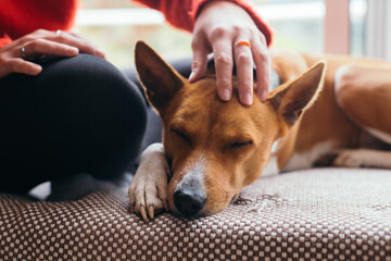 Adorable cute basenji puppy lay sleeping on sofa cosy and relaxed. Young woman owner pet and cuddle her dog on lazy morning. Affection and love between owner and pet