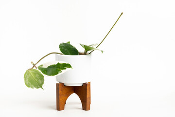 Hoya Canosa Plant On A White Pot With Wood Stand