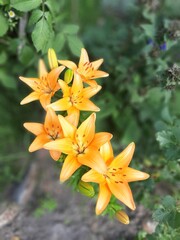 yellow liliya flowers in the garden