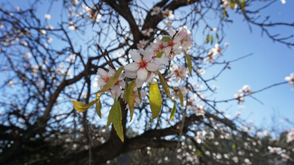 Almond branch with blossoms isolated on a blue sky background. Spring flowers in Vilaflor, Tenerife, Canary Islands, Spain.    
