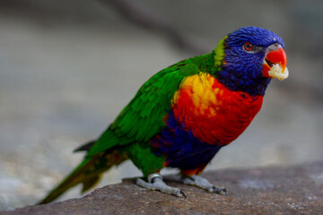 a colorful bird called rainbow lorikeet with a food treat in his beak 
