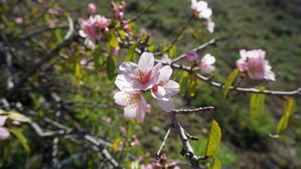 Almond blossoms isolated close-up on a garden background, in Vilaflor, Tenerife, Canary Islands, Spain. Spring flowers.                               
