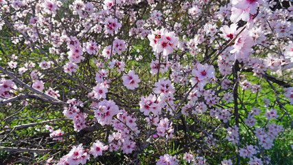 Peach tree white and pink blossoms in Vilaflor, Tenerife, Canary Islands, Spain. Spring flowers.   