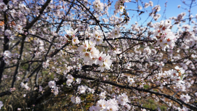 Almond tree brunches with blossoms on a blue sky background in Vilaflor, Canary Islands, Spain. White and pink spring flowers in the garden.    