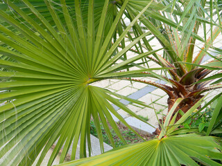 Obraz na płótnie Canvas palm trees in Cadiz capital, Andalusia. Spain. Europe. 