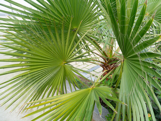 Obraz na płótnie Canvas palm trees in Cadiz capital, Andalusia. Spain. Europe.
