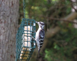 Female downy woodpecker perched on and eating from a suet bird feeder in the forest