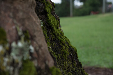 Green landscapes, Sunshine Coast Hinterland, Queensland, Australia