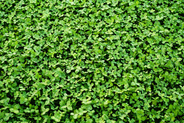 Carpet made of green clover texture. Spring forest background.