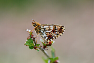 A Small Pearl-bordered Fritillary perch on the end of a hawthorn branch.