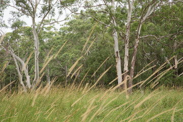 Fototapeta premium Grass Flowers