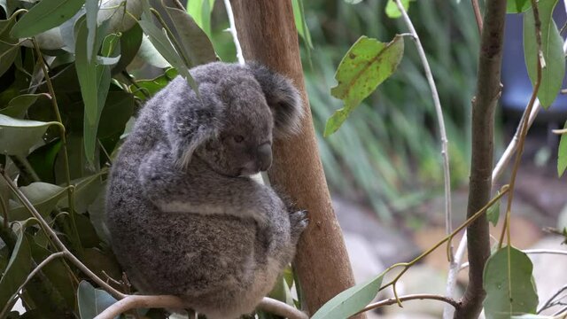 a koala joey scratches its side at blackbutt nature reserve in newcastle, australia