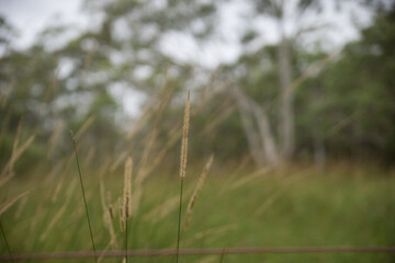 Grass Flowers