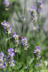 Bumble bee at the beautiful purple lavender plant in the garden in summer