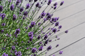 Beautiful purple lavender plant in the garden in summer. Gray plank background