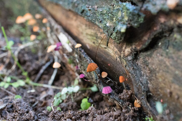 Mycena Mushroom - Fungi