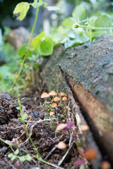 Mycena Mushroom - Fungi