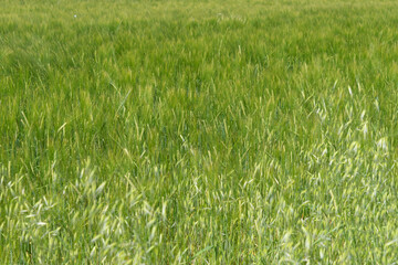 Green field of barley and rye in summer. In the fore blurred oat grass