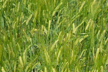 Green field of barley in summer